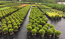 Продажа растений