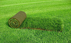 Продажа рулонного газона